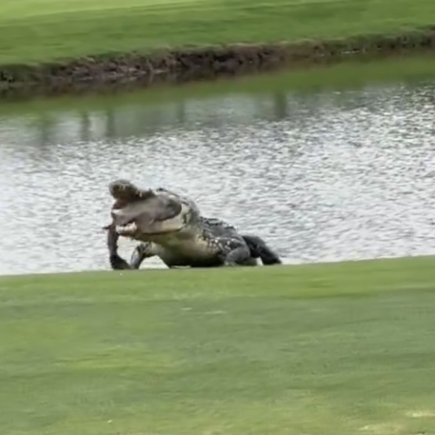 watch-a-giant-gator-enjoy-a-huge-lunch-on-the-golf-course